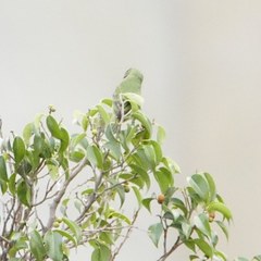 Tersina viridis occidentalis