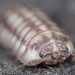 Woodlice and Pillbugs - Photo (c) Gilles San Martin, some rights reserved (CC BY-SA), uploaded by Gilles San Martin