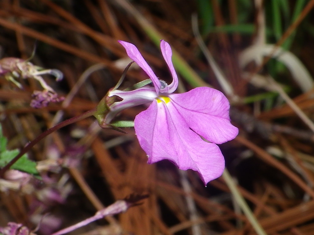 Lobelia mcvaughii