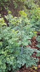 Thalictrum fendleri polycarpum