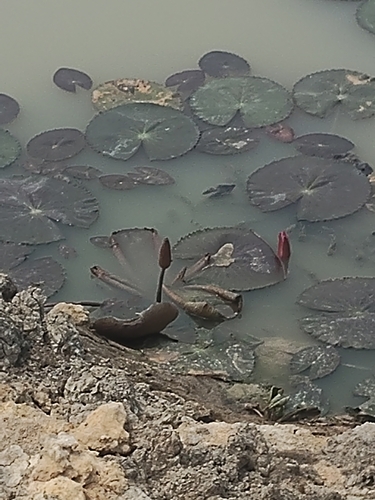 Red water lily