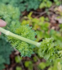 Thalictrum fendleri polycarpum