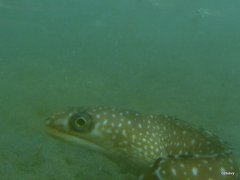 Gymnothorax ocellatus