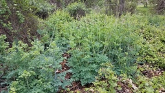 Thalictrum fendleri polycarpum
