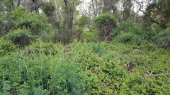 Thalictrum fendleri polycarpum