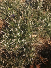 Ericeae