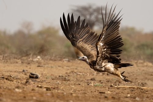 Lappet-faced Vulture