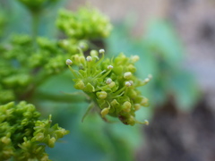 Tauschia