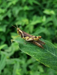 Omalotettix chapadensis