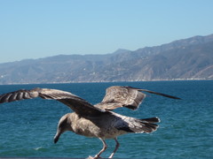 Larus occidentalis
