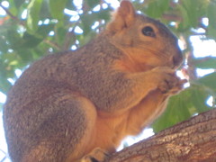 Sciurus niger