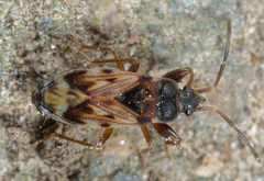 Scolopostethus decoratus