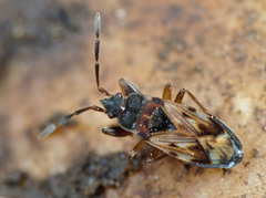 Scolopostethus decoratus