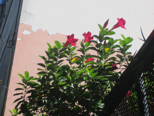 Mandevilla sanderi