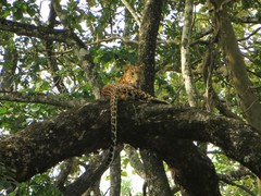 Panthera pardus fusca