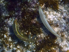 Halichoeres maculipinna