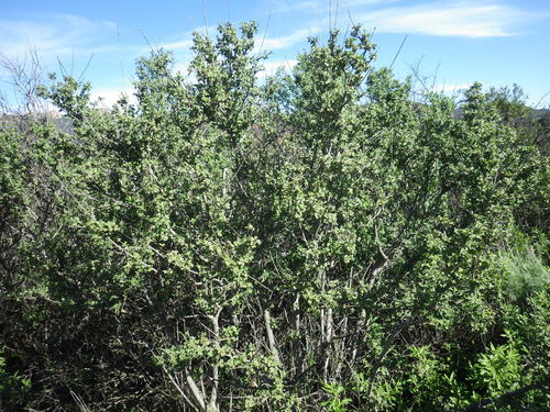 Chaparral Mallow foliage