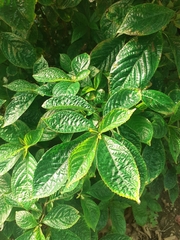 Strobilanthes crispa