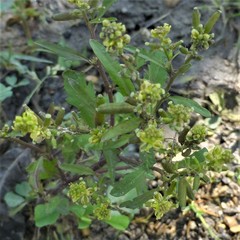 Rorippa sessiliflora