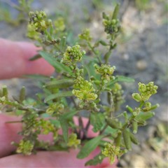 Rorippa sessiliflora