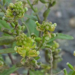 Rorippa sessiliflora