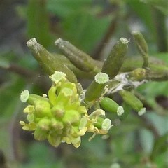 Rorippa sessiliflora