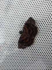 Pellicia