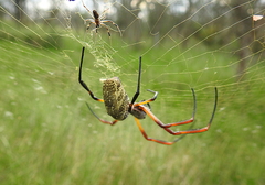 Trichonephila sexpunctata