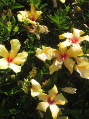 Angiospermae