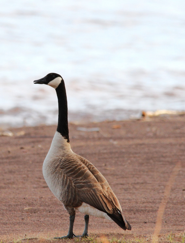 Canada Goose in April 2026 by James C. · iNaturalist