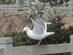 Larus occidentalis