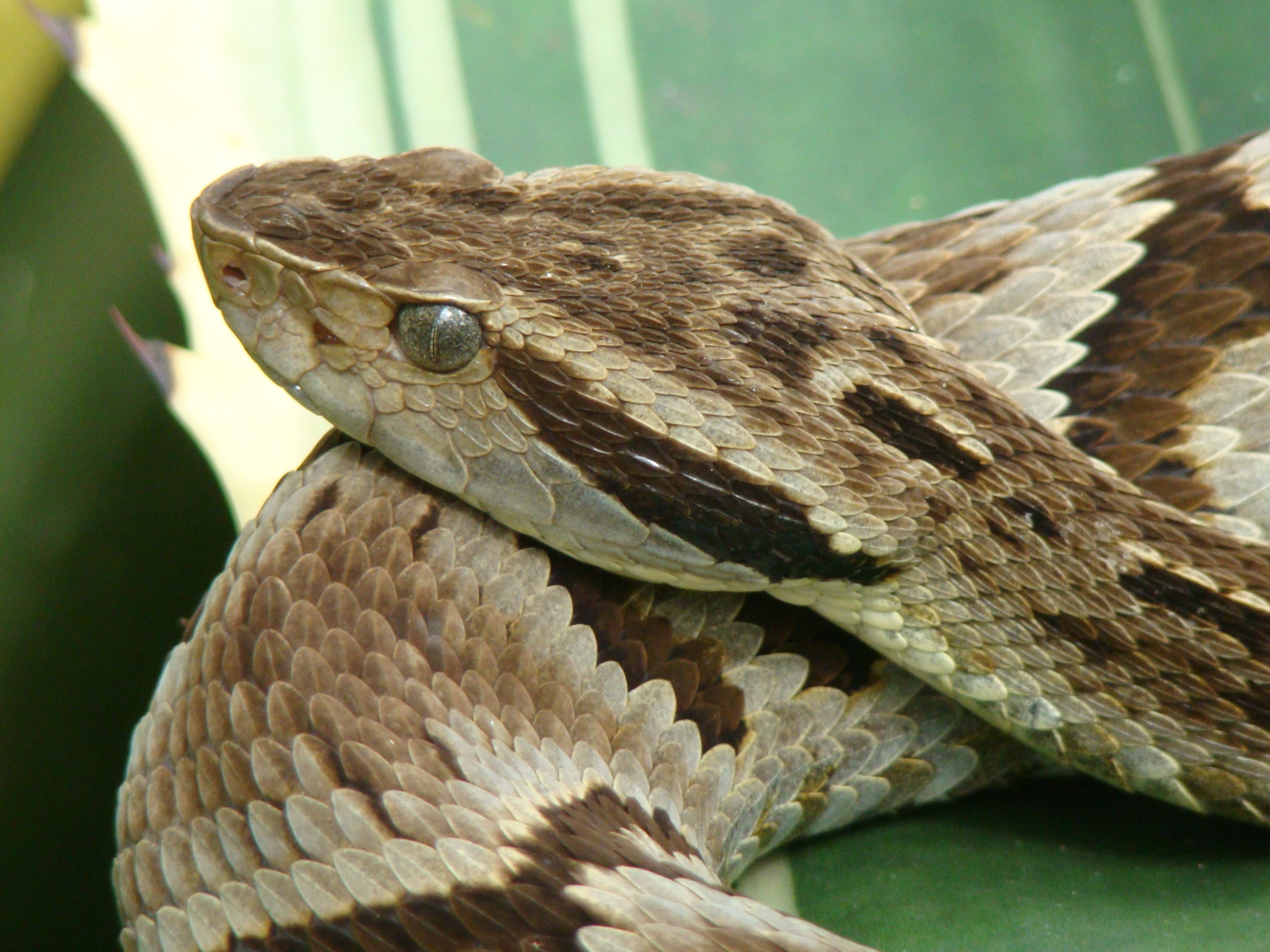 Jararaca - Bothrops jararaca - serpente venenosa - InfoEscola