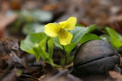 Viola rotundifolia