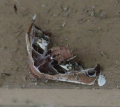 Eutelia pulcherrimus