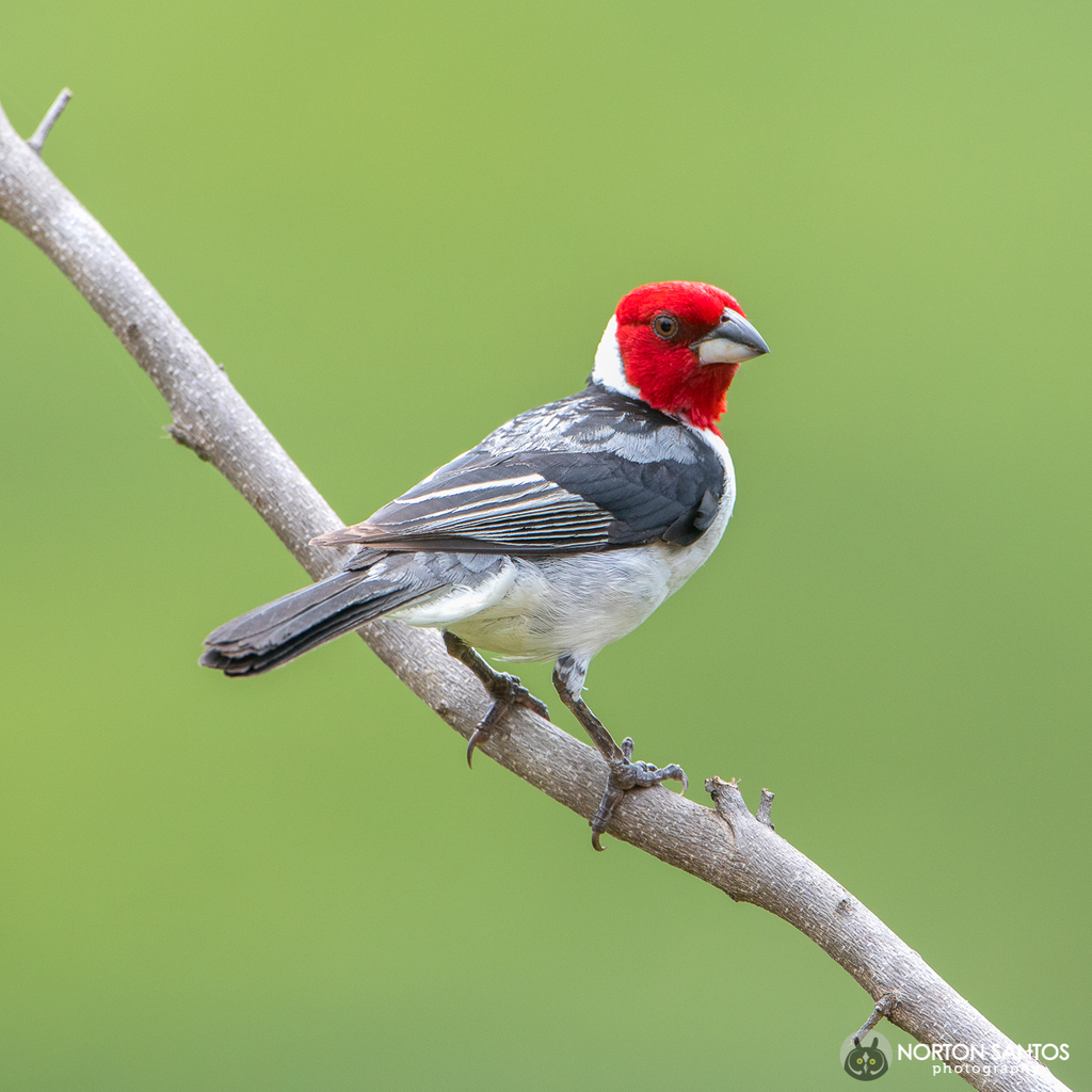 Red-cowled Cardinal photo