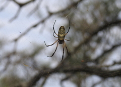 Trichonephila sexpunctata