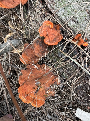 Cinnabar Bracket