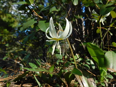 Erythronium citrinum