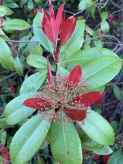 Photinia × fraseri