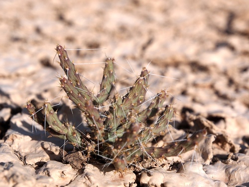 Opuntia chaffeyi