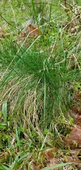 Carex bromoides
