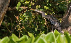 Anhinga anhinga anhinga