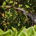 Anhinga anhinga anhinga - Photo (c) David Monroy R, algunos derechos reservados (CC BY-NC), subido por David Monroy R