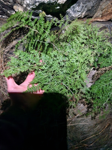 Hypolepis millefolium observed 2026-04-23