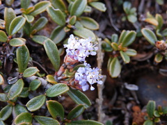 Ceanothus pumilus