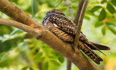 Chordeiles acutipennis