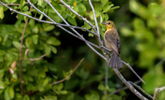 Chrysomus icterocephalus icterocephalus