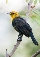 Chrysomus icterocephalus icterocephalus