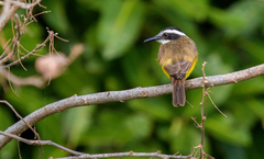 Philohydor lictor panamensis