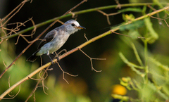 Arundinicola leucocephala